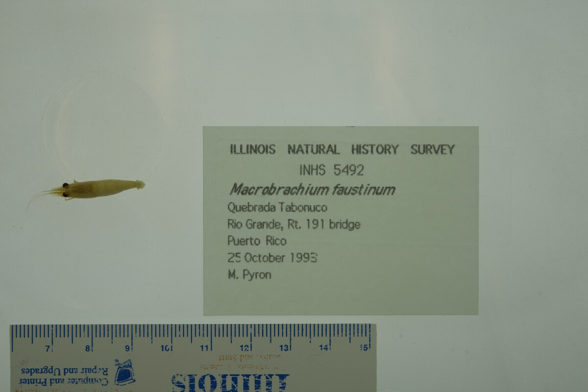Macrobrachium faustinum image